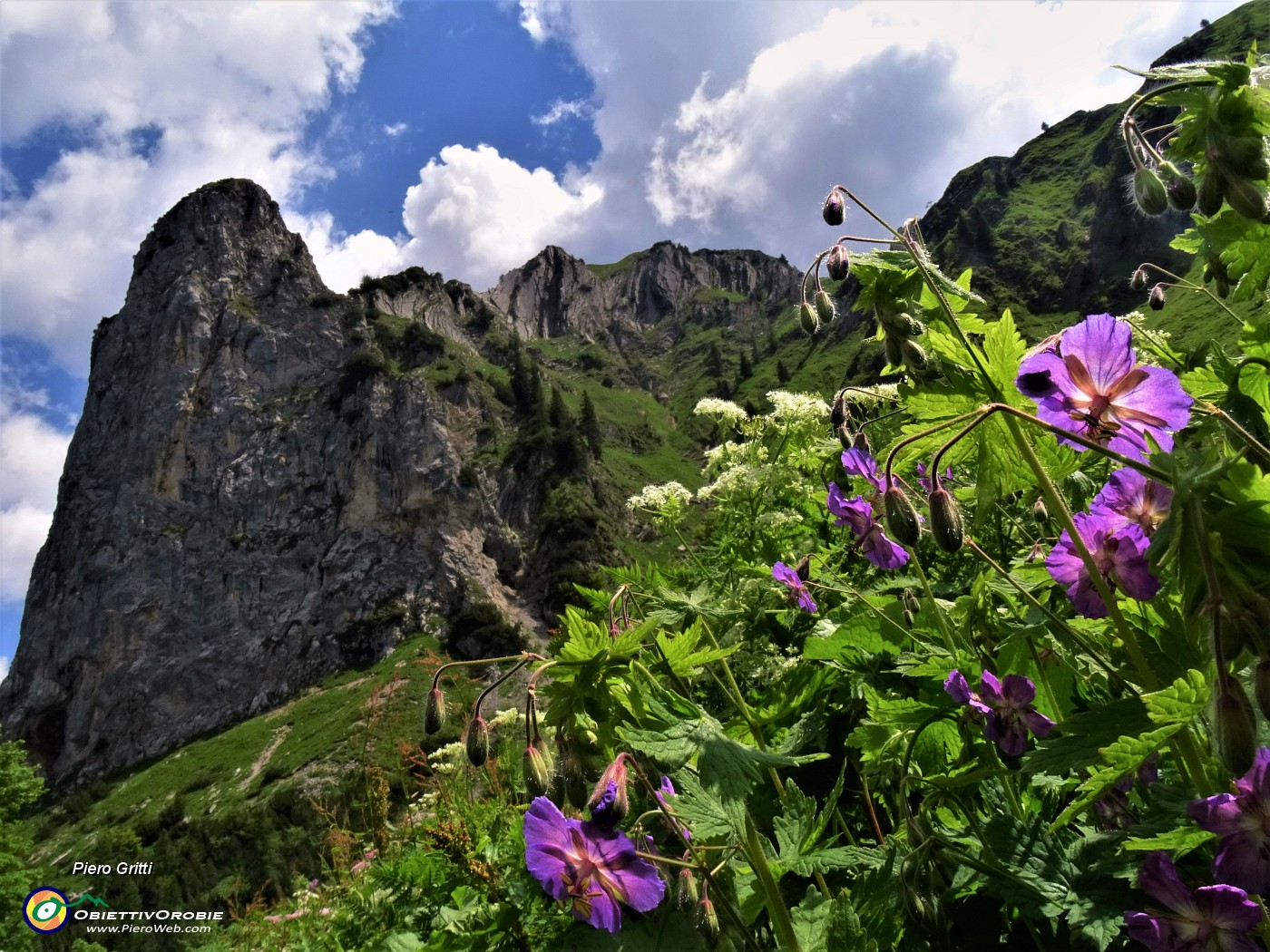 27 Torrione del Corno Branchino con Geranyum paeum (Geranio stellato) .JPG